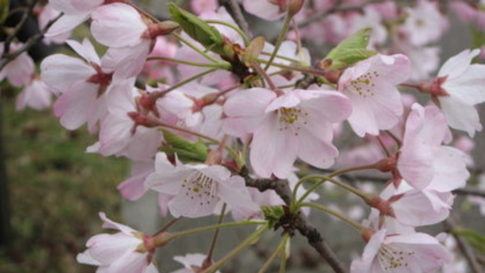 サクラよ咲け!(娘への手紙 3日目)