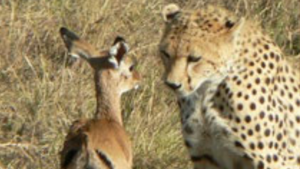 「クーガー女子・ガゼル男子を囲む会」