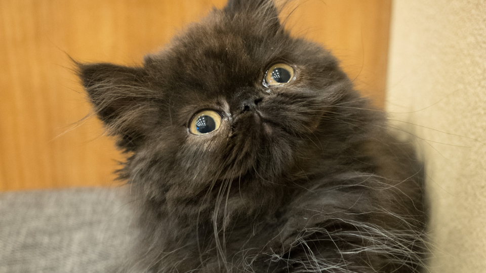 新しい会社のCNO（Chief Network Officer）